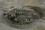 Diademaproetus Trilobite - Ofaten, Morocco #341334-1